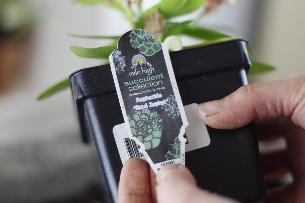 close-up image of black plastic nursery flower pot of Euphorbia Maxi Zephyr held in a hand