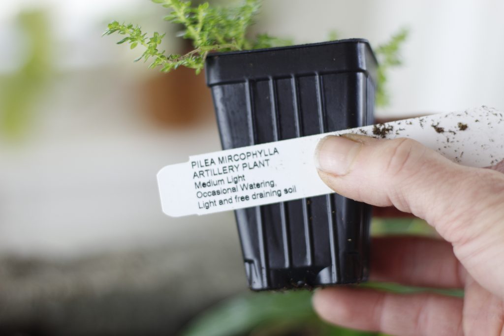 close-up image of Artillary plant in black plastic pot held by hand 