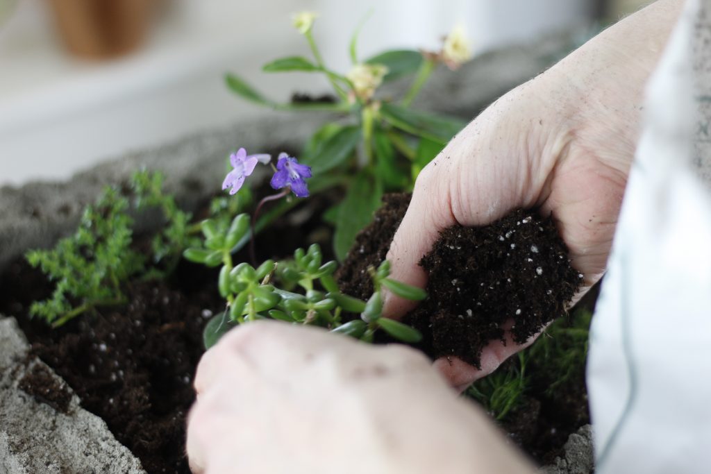 close-up of hands putting soil around plants being planted in trough
