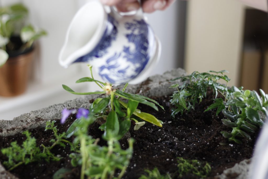 image of a hypertufa trough planted with houseplants being watered with a blue and white water jug