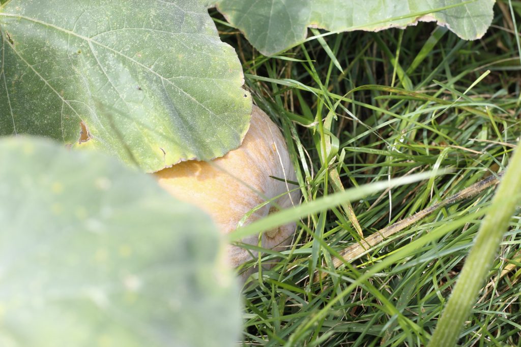 image of squash growing with a leaf partially covering it