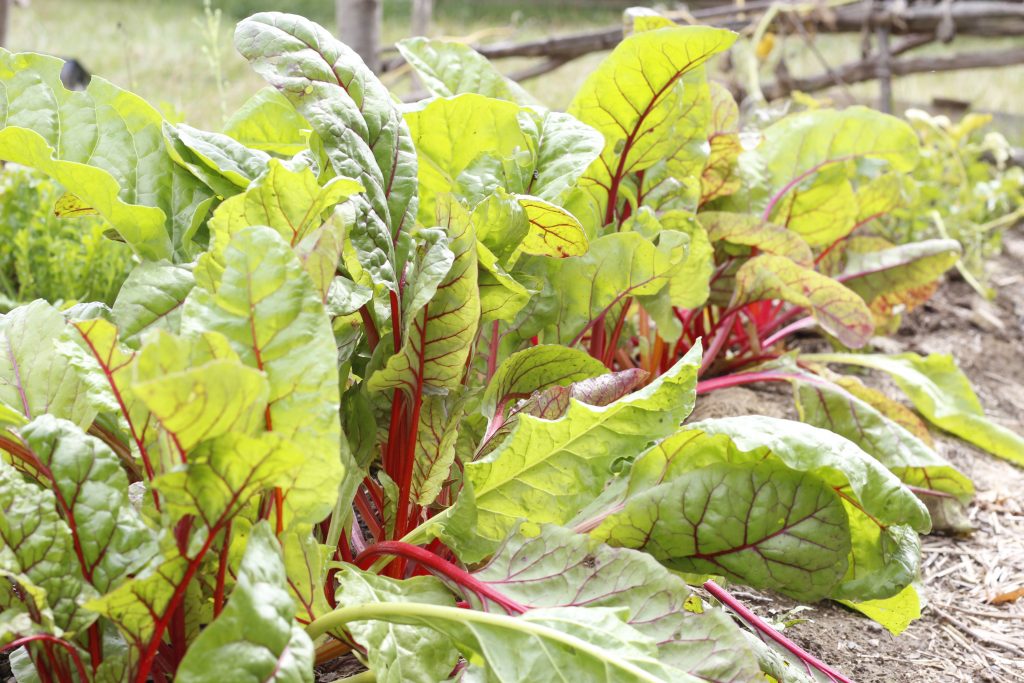 image of a row of red swiss chard growing in the garden