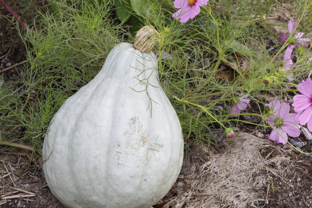 image of a blue hubbard squash lying near flowers in the garden