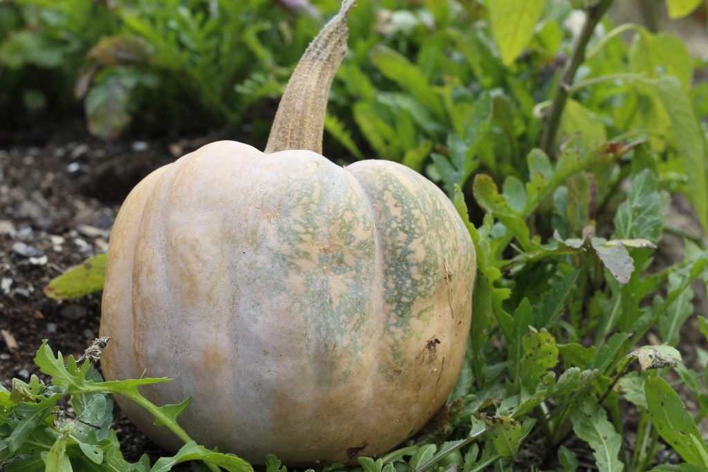 image of one of the amazing squash varieties lying in the garden among arugula